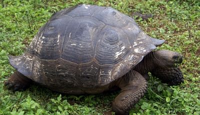 Chelonoidis-darwini-isla-santiago_opt_opt.jpg