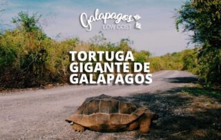 TORTUGA GIGANTE GALAPAGOS