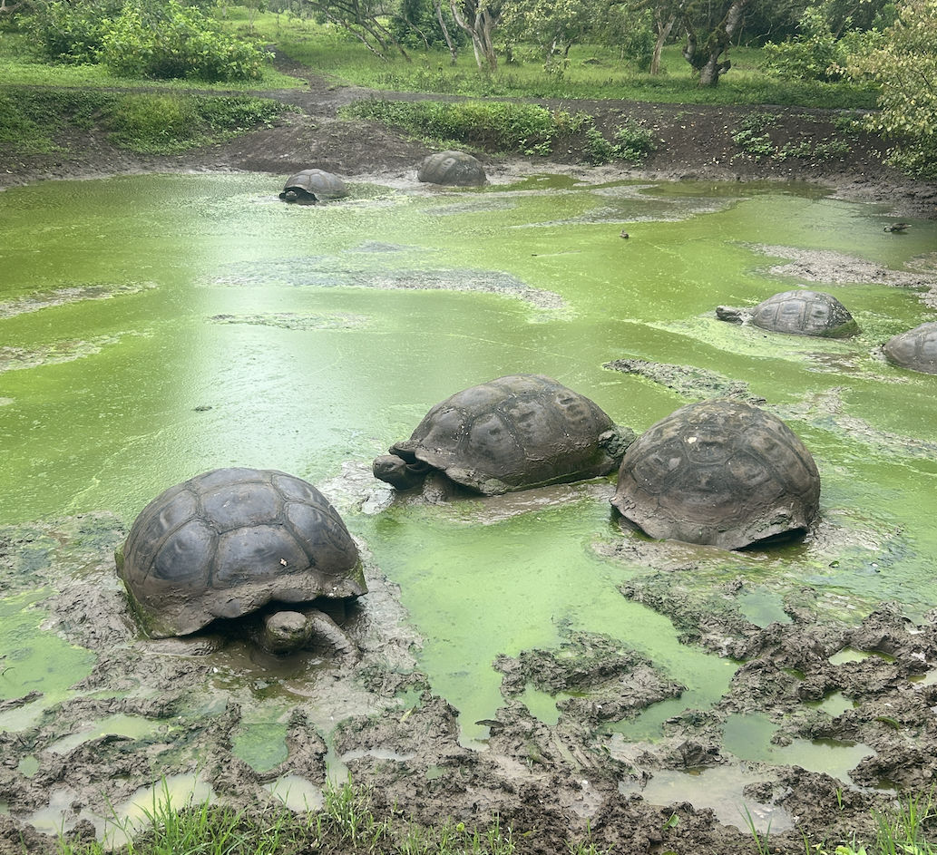 rancho parte alta galapagos, tortugas galagos, tour parte alta