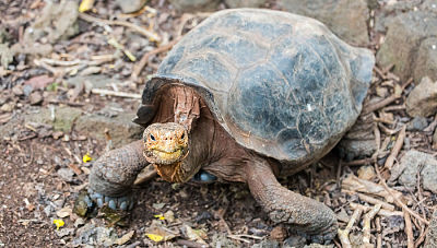 tortuga san cristobal galapagos, Chelonoidis-chathamensis