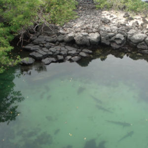 tour bahia, canal tiburones, santa cruz