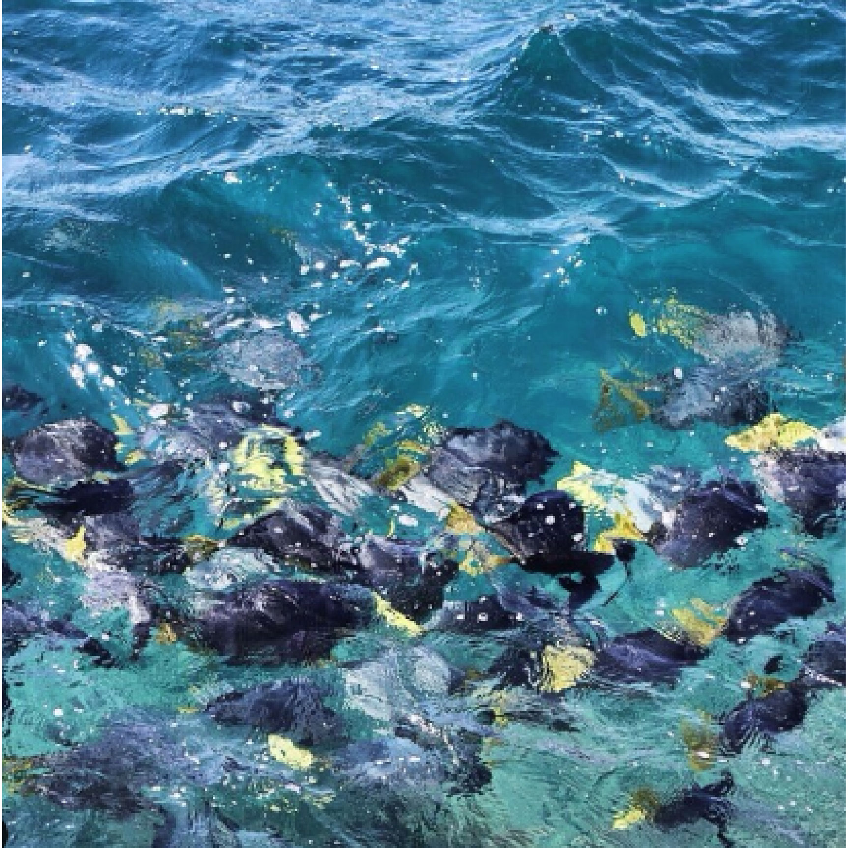 snorkel seymour norte galapagos