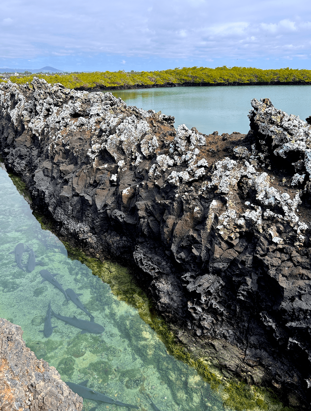 tour tintoreras galapagos