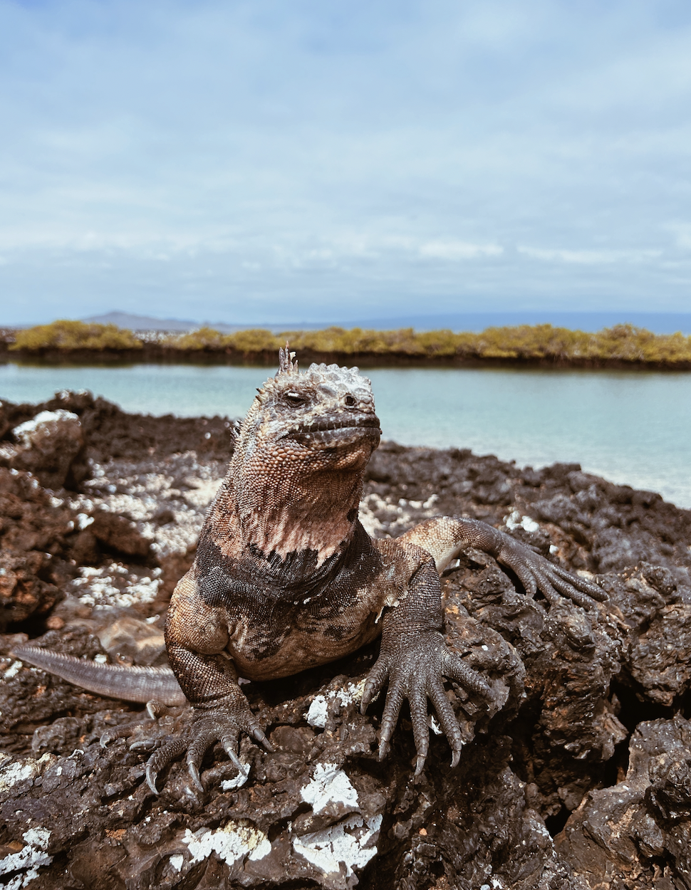 tour tintoreras galapagos